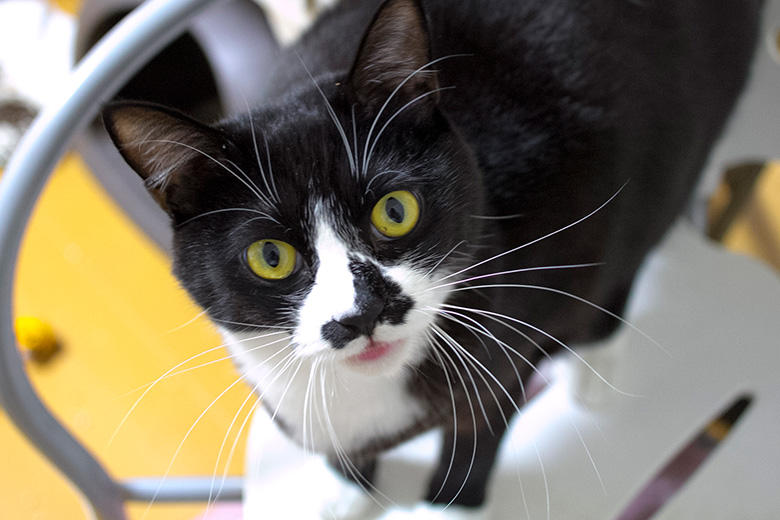 突然でありますが、ボクちん、ニャイザップに入会してダイエットを始めることにしたであります！