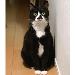 ボクちんウソをつくであります。