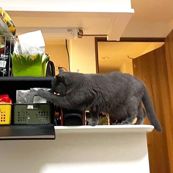 未遂に終わってしまったダック略奪計画。だけど、ジェニちゃんがこのまま諦めるわけはない？