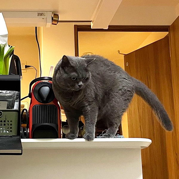 どちらか選べないその気持ちはきっと、うすしおとコンソメパンチ、その時の気分で味わいたい。という気持ちと同じでしょうか。わかります。