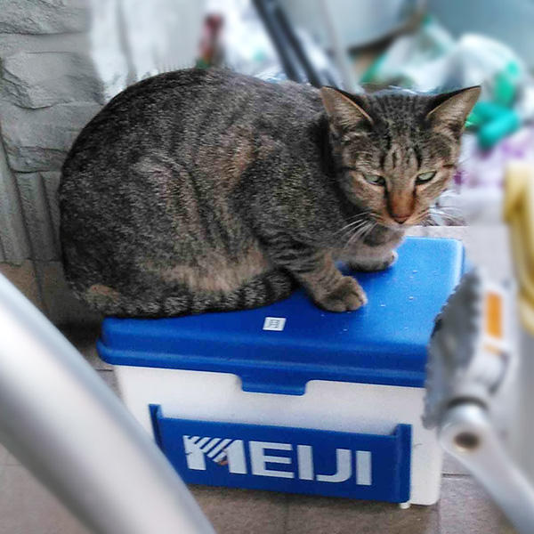 最近のお気に入り、牛乳箱の上でまったりポーズのキジオくん。いつもおいしく食べてくれてありがとね。