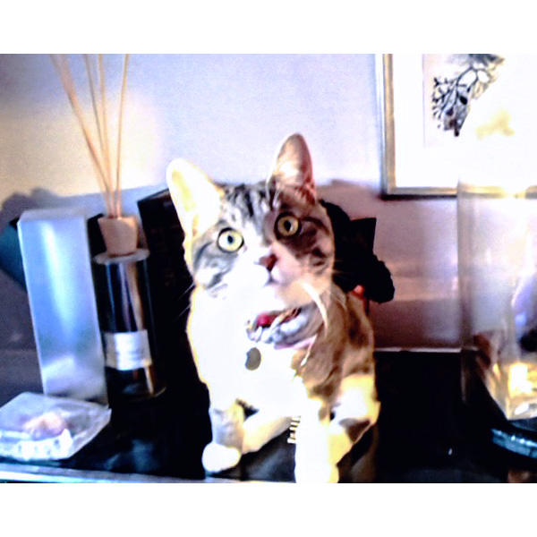 変わらず、甘えん坊のイタズラっ子なクロエくんのお姿を拝見できてうれしいです★