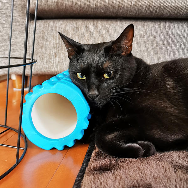 枕にちょうどいい高さと硬さ。こんなところに置いてあるのがいけないんです。