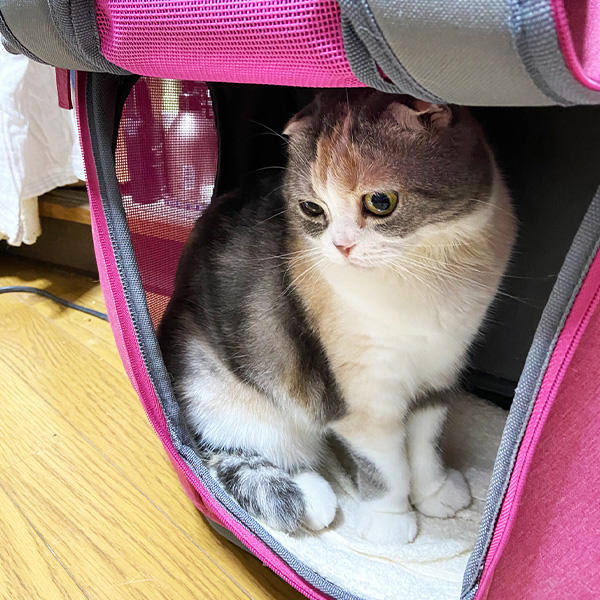 かまってほしくて猫パンチしたのかな？かわいさ100万倍だね♪