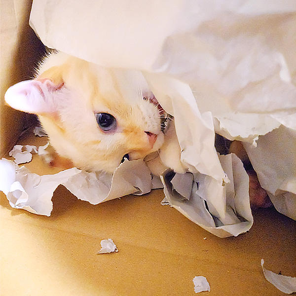 大きなゴロゴロ音ですぐ見つかっちゃうって、キキちゃん段ボールの中を楽しみ過ぎです♪