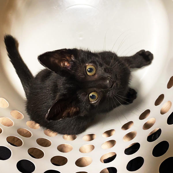 髪の毛抜きがブームとは・・・！（ムダ毛を抜いてくれたらうれしいのに！？）