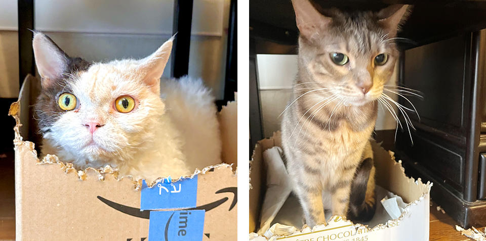 段ボール加工師のアリスタちゃんと、加工された段ボールに困惑気味のラムちゃんです。