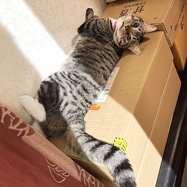 かわいい猫だから、許せる所業！猫のやることなら、かわいさが増すという不思議♪