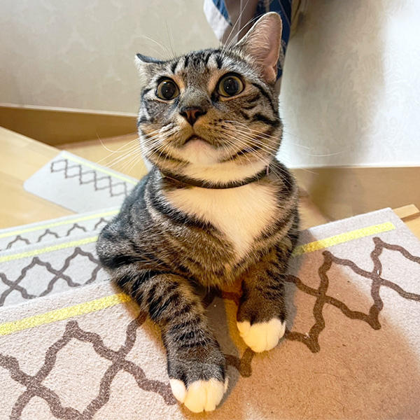 とっても甘えんぼちゃんですね。先ほどのイタズラと同一者とは思えません。