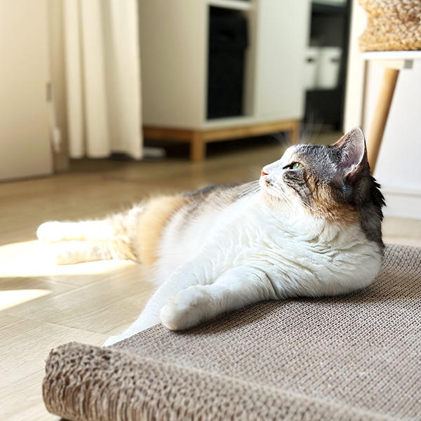 猫の中でツンデレ率が一番高いとされる三毛猫。そして、頭脳が高い模様として挙がるのも三毛猫。ただ、運動神経の悪さに関しては完全にオリジナル！そのギャップがかわいくてたまりませんね。