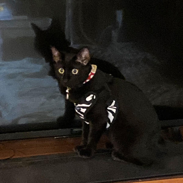 漆黒のボディーにゴールドの瞳が美しい。たくさん食べて暴れて♪元気に過ごしてね。