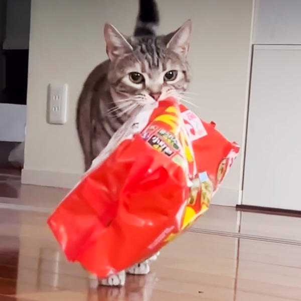 それは違うよー、とついつい、オヤツを差し出したくなっちゃいますね。