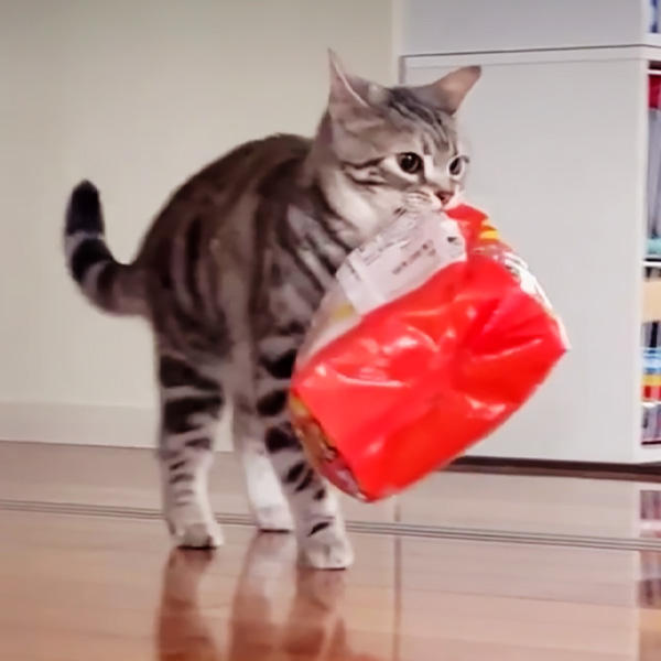 たしかに、袋を運ぶ様子に激しさがないあたりに知性を感じます。