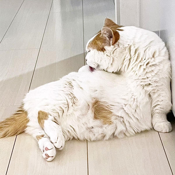 やる気はあるんだけど、やらないだけ。というのがシニア期らしいです。たまの全力ダッシュ、うれしいですよね。