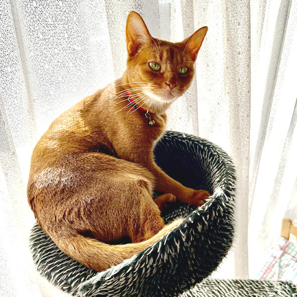 それは、パパのことが大好きという証。前足の爪の間から出ている秘密の香りでパパにマーキングをしているのです。