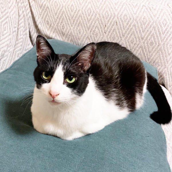 猫の邪魔にならないように、おとーさんのが気を遣う。まさに、猫と暮らす人間の鏡です。