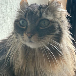 おばちゃん、抱っこの椅子に行く？令和最初のナナさん。