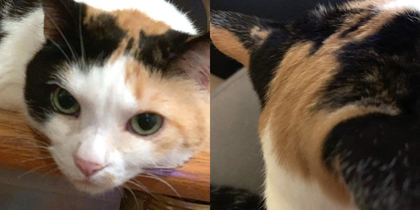 耳の後ろに白髪の増えたムーちゃんです。