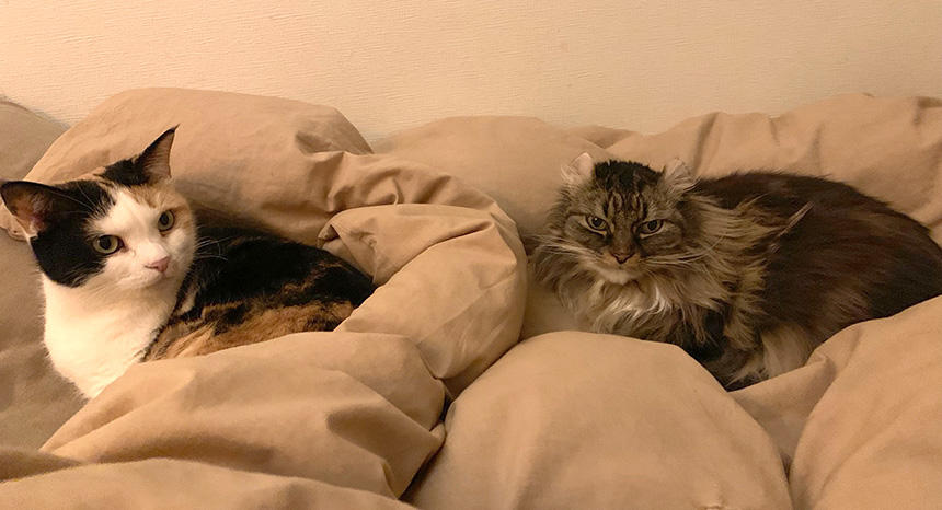 イカ耳で少し警戒しているムーですが、それにしても、自らこんなにナナに接近するムーを初めて見ました。