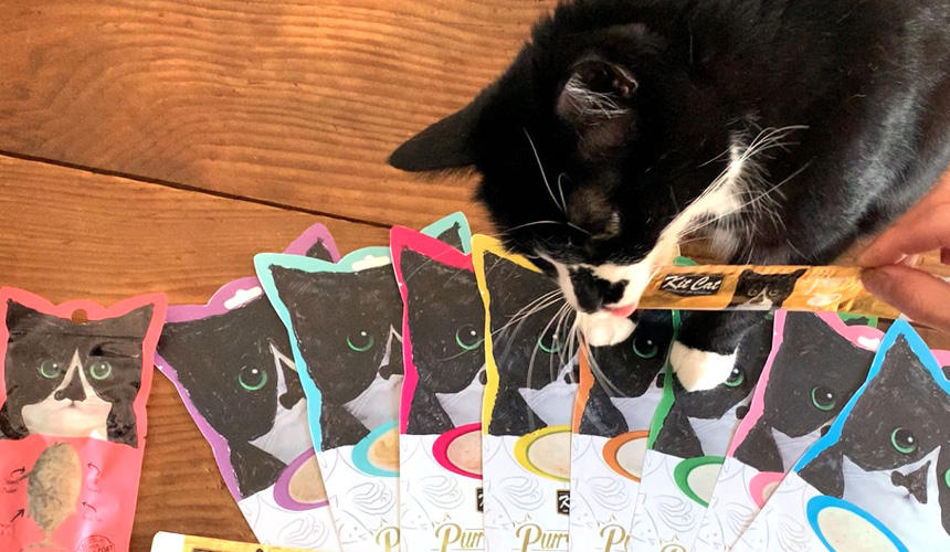 パーピューレに夢中のゴロー・・・。どれが本当のゴローでしょう！？