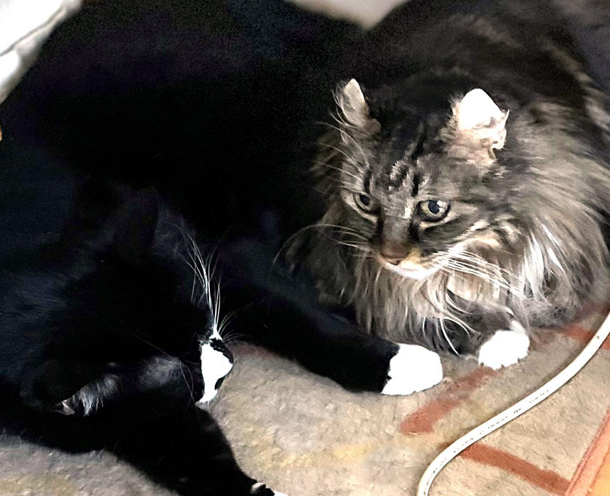 ゴロー「ぶふぅ～、ナナちゃんいらっしゃいであります♪」ナナ「お兄ちゃん、早くいなくなってくれないかな～・・・。」