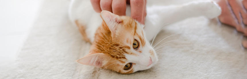 猫ともっと仲良くなる方法｜信頼関係を築く7つのステップと1週間チャレンジ[#獣医師監修]