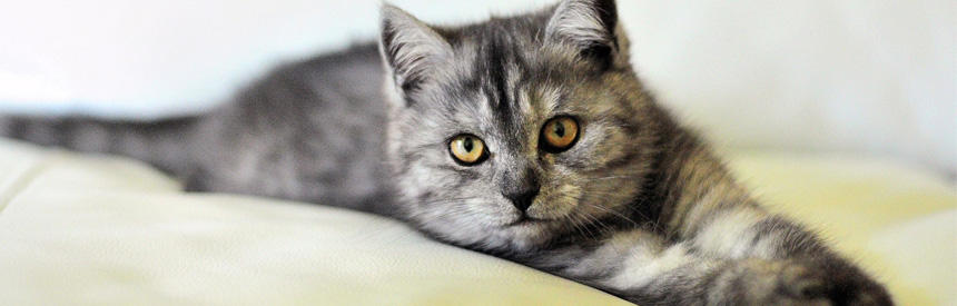 猫の健康を守るための毎日の習慣とは？食事・排泄・行動から見える健やかな暮らしのヒント