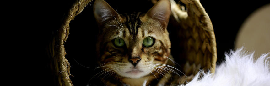 猫と人間の違い【食性編】ちょこちょこ食べの理由と狩りの本能[#猫研究所]