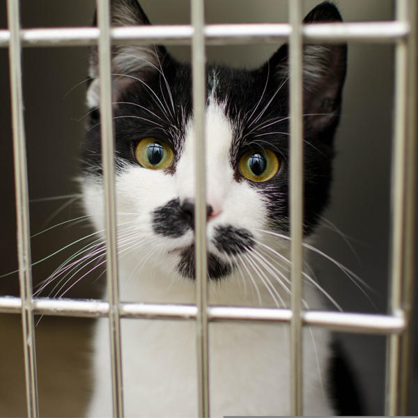 移動時のストレスを減らすため、普段からキャリーに入る練習をしておくと安心です。