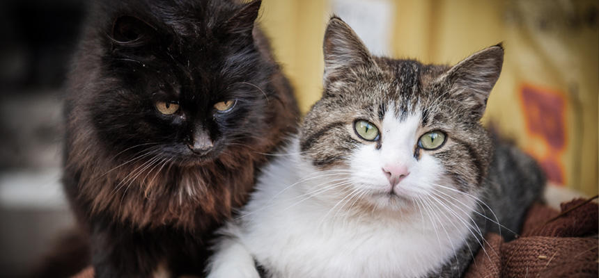 猫の好き嫌いはなぜ起こる？食の個性を理解しよう[#猫研究所]