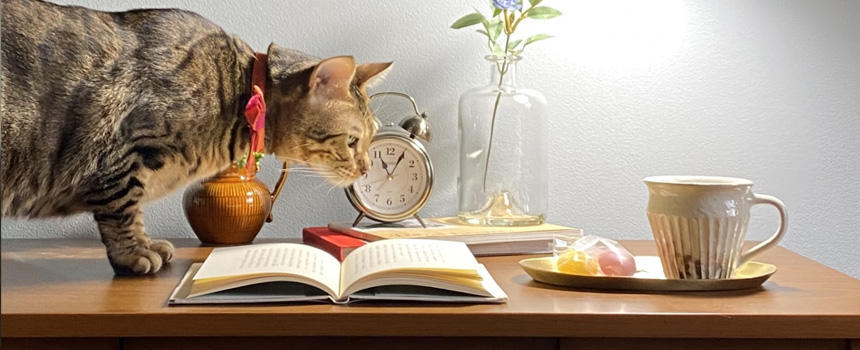 猫の知能にまつわる7つの噂。どこまで本当？[#猫研究所]