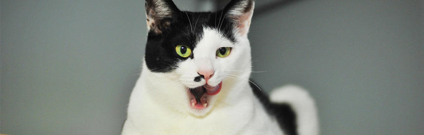 猫の偏食はなぜ起こる？ネオフィリアとネオフィビアで読み解く食行動の心理[#猫研究所]