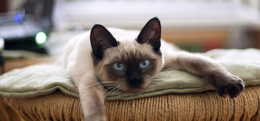 猫は暑さに弱い？寒さに弱い？知っておきたい季節ごとの健康リスク[#猫研究所]