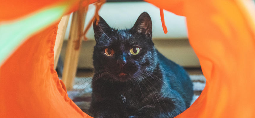 猫が夜中に走り回る理由とは？「夜の運動会」の原因と対策、付き合い方[#猫研究所]