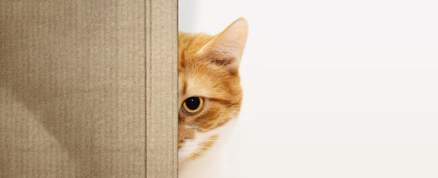 猫と人間の違い【ストレスへの反応編】生き物としての本能と社会性[#猫研究所]