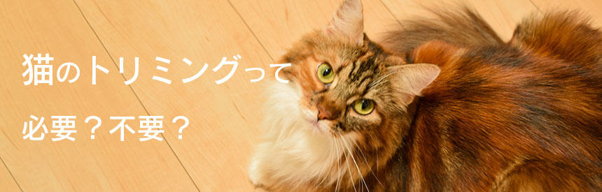 猫にトリミングは必要？サマーカットの代表例ライオンカットと注意点[#猫研究所]