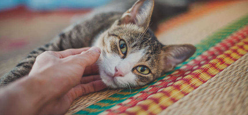 猫と人間の違い【共生編】 なぜ肉食獣の猫は人間と暮らせるのか？[#猫研究所]