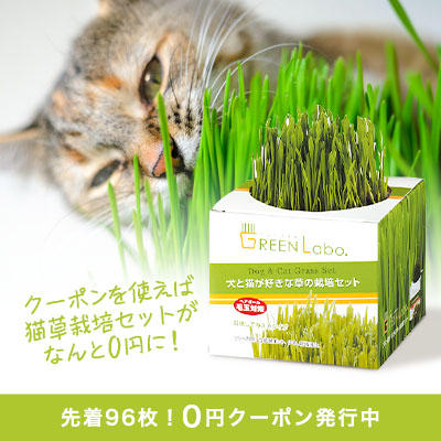 発行中にクーポンを使えば「猫草栽培セット」が【0円】に。