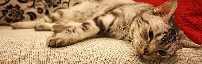 猫のウンチに血が混じる原因とは？考えられる病気と対処法をご紹介