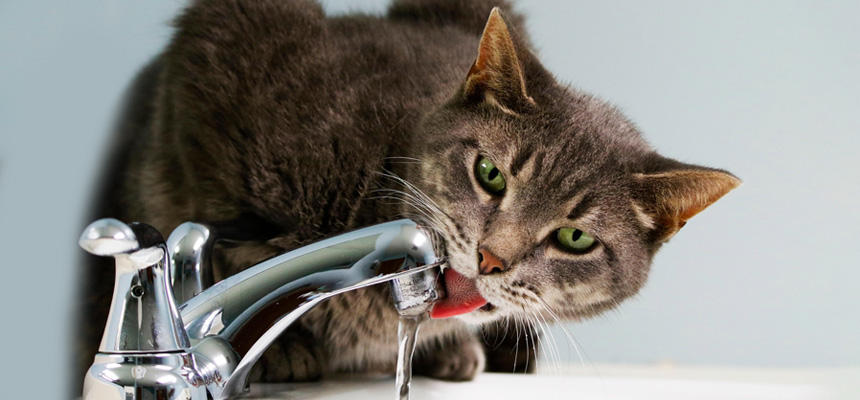 猫の水分補給を促す方法とおすすめフード～猫たちと学ぶ、飲まない理由と飲ませ方[#猫研究所]