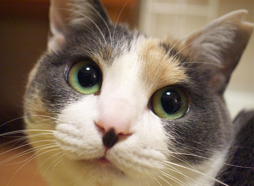 ○○ちゃん選手権　クリクリチームの「アマル選手」