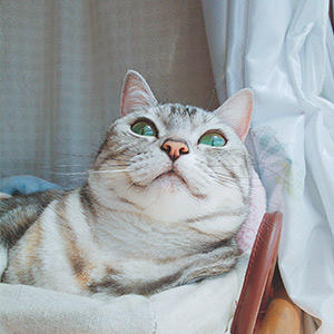 堂々とした表情で登場、はな選手！大きな目がきれいですね～