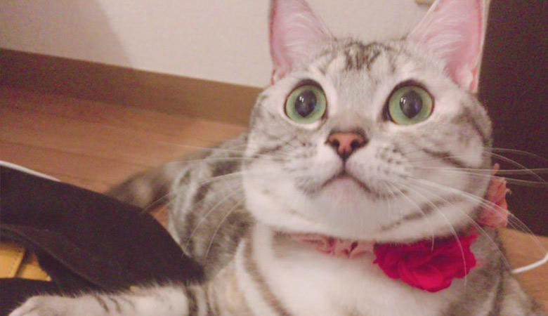 ○○ちゃん選手権　クリクリチームの「はな選手」