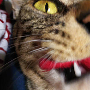 性別を偽るという前代未聞の事態に選手権委員会も困惑！？しかしその甘えん坊さと家族への愛に思わずほっこり。三日月選手、よかったね。悪い顔もイタズラも安心しきっているからこそなのでしょうね。