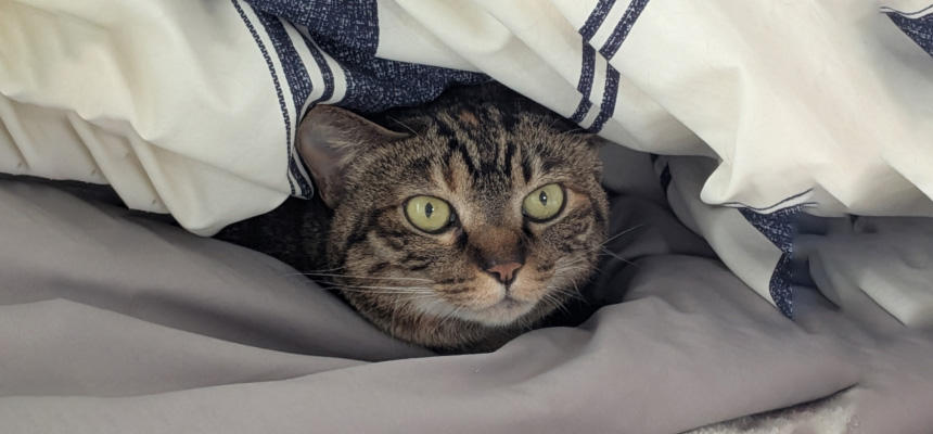 【猫の医療最前線】猫の腎臓病はいつから食事を変える？最新研究でわかった「早めがいい」理由