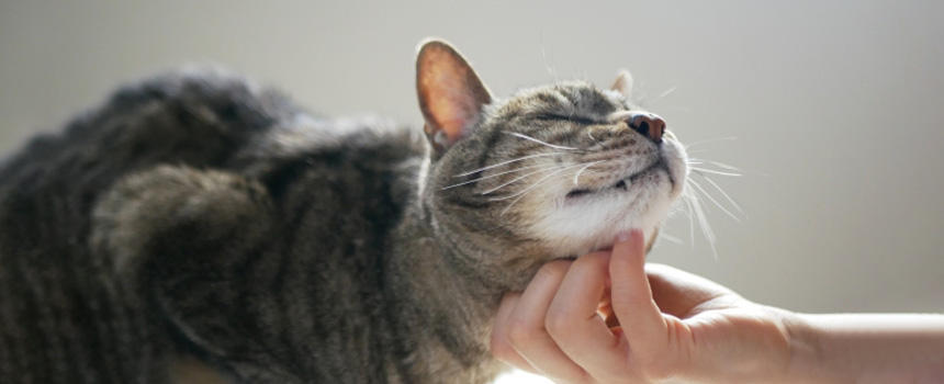猫ともっと仲良くなる方法｜信頼関係を築く7つのステップと1週間チャレンジ[#獣医師監修]