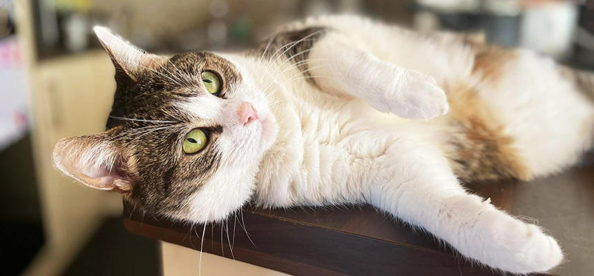 猫と人間の違い【進化の選択編】なぜ猫は人に従わなかったのか