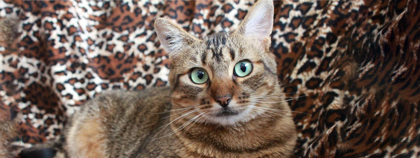 猫と人間の違い【寿命編②】肉食獣は短命？猫の寿命と食性の関係[#猫研究所]