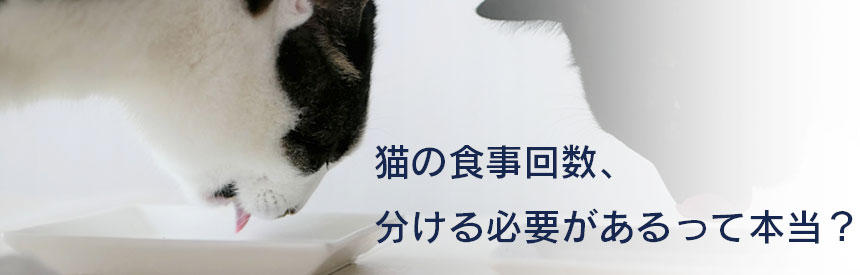 猫の食事は何時に何回与えるべき？食事時間の注意点と管理のコツ