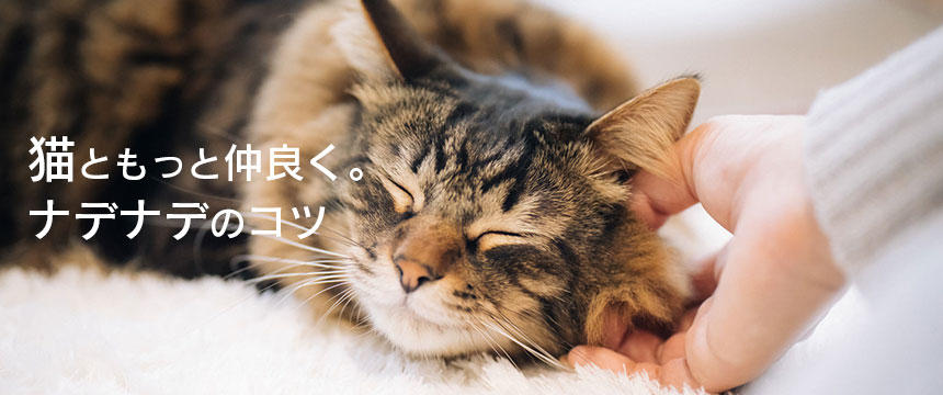 猫を撫でるための完全ガイド｜撫で方のコツとうれしい場所を知ろう[#猫研究所]